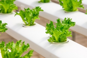 Green House: La Coltivazione in Casa